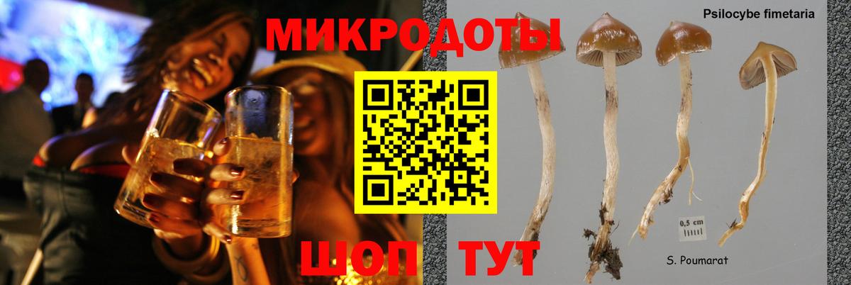 Псилоцибиновые грибы GOLDEN TEACHER  Чернушка 